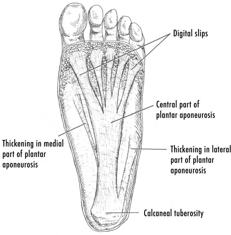 Labelled diagram of the plantar aponeurosis on the sole of the foot, from the heel to the toes