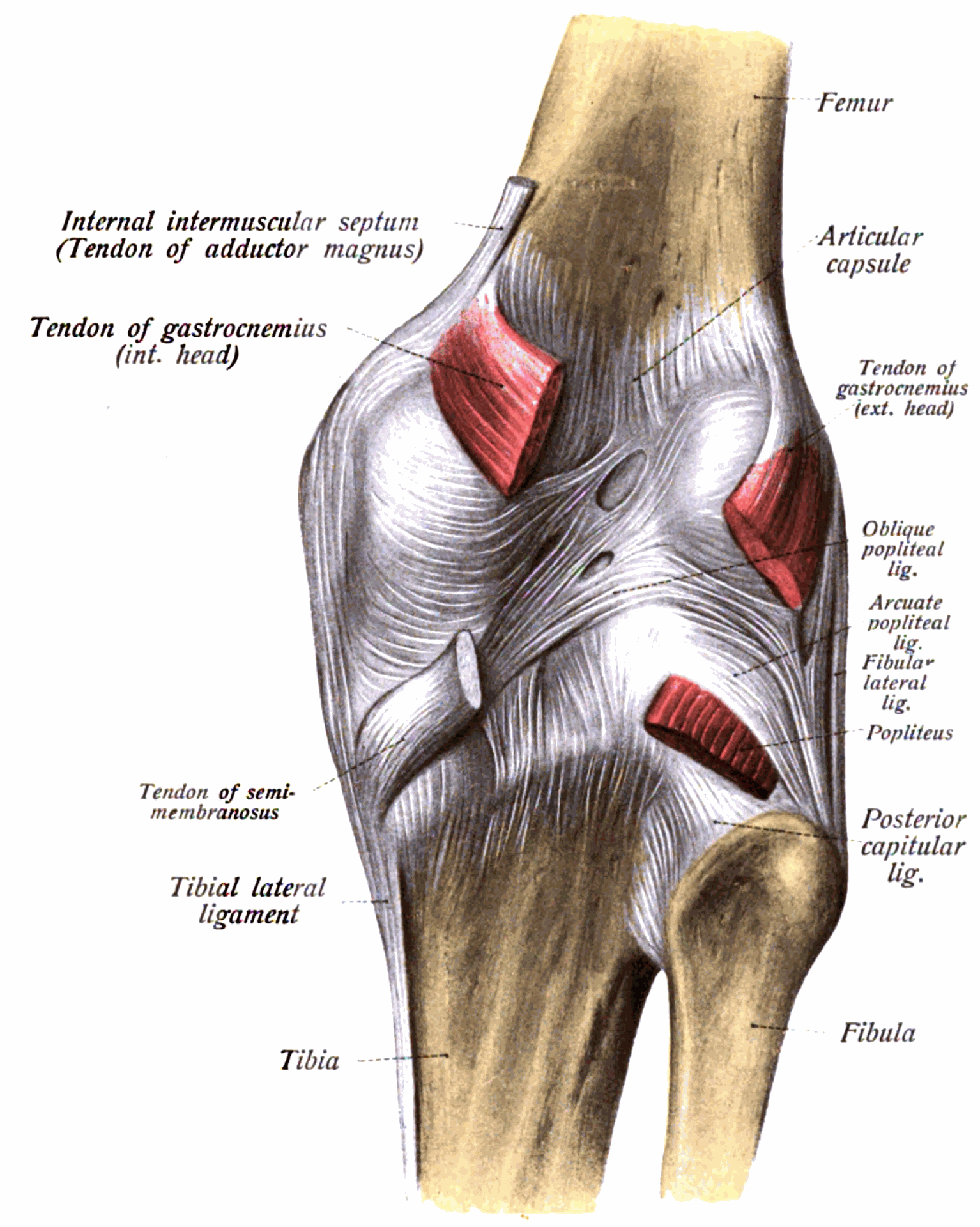 Dessin anatomique de l'arrière de l'articulation du genou montrant les ligaments et les tendons des muscles du mollet et des ischio-jambiers