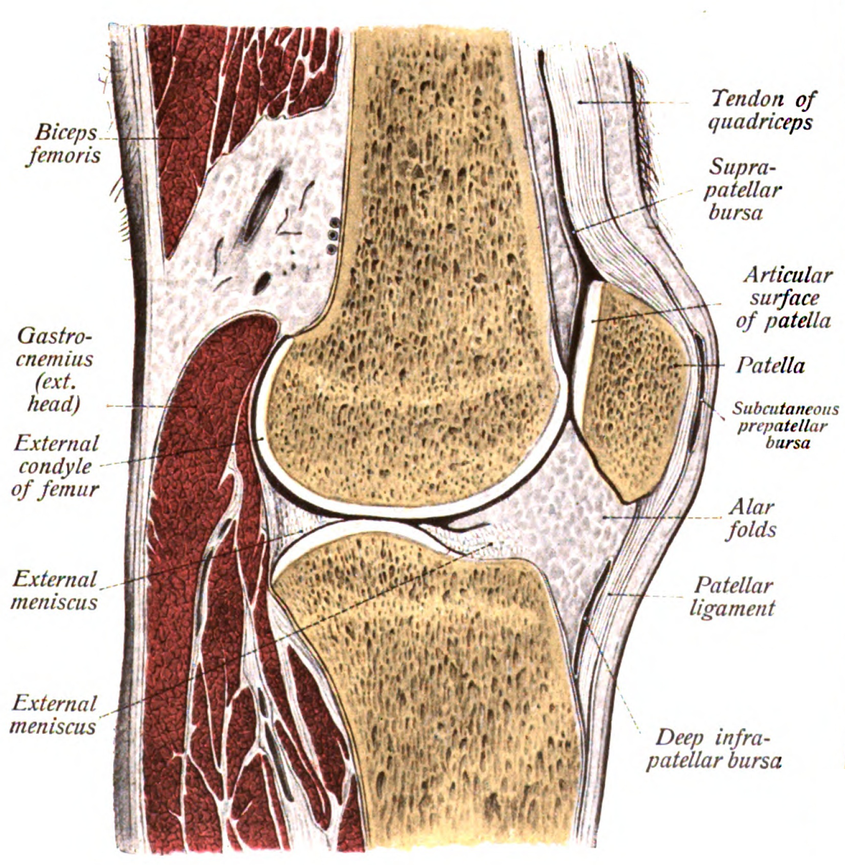 Dessin anatomique d'une articulation du genou en coupe montrant les os, le cartilage, le ménisque et la rotule
